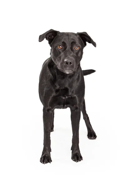 黑色拉布拉多犬跨站 — 图库照片