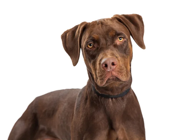 Cioccolato Labrador Croce Primo piano — Foto Stock