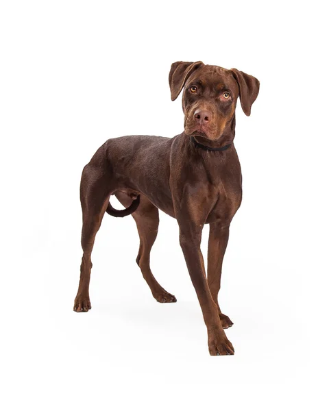 Chocolade Labrador Kruis staande — Stockfoto