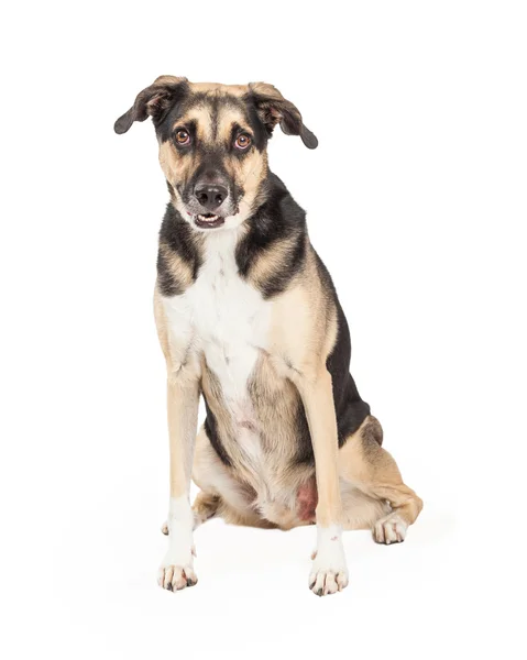 German Shepherd Cross Sitting — Stock Photo, Image