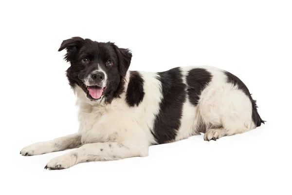 Happy Border Collie Cross Laying — Stock Photo, Image