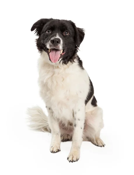 Happy Border Collie Cross Sitting — Stock Photo, Image