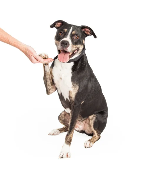 Staffordshire Terriër Cross handen schudden — Stockfoto