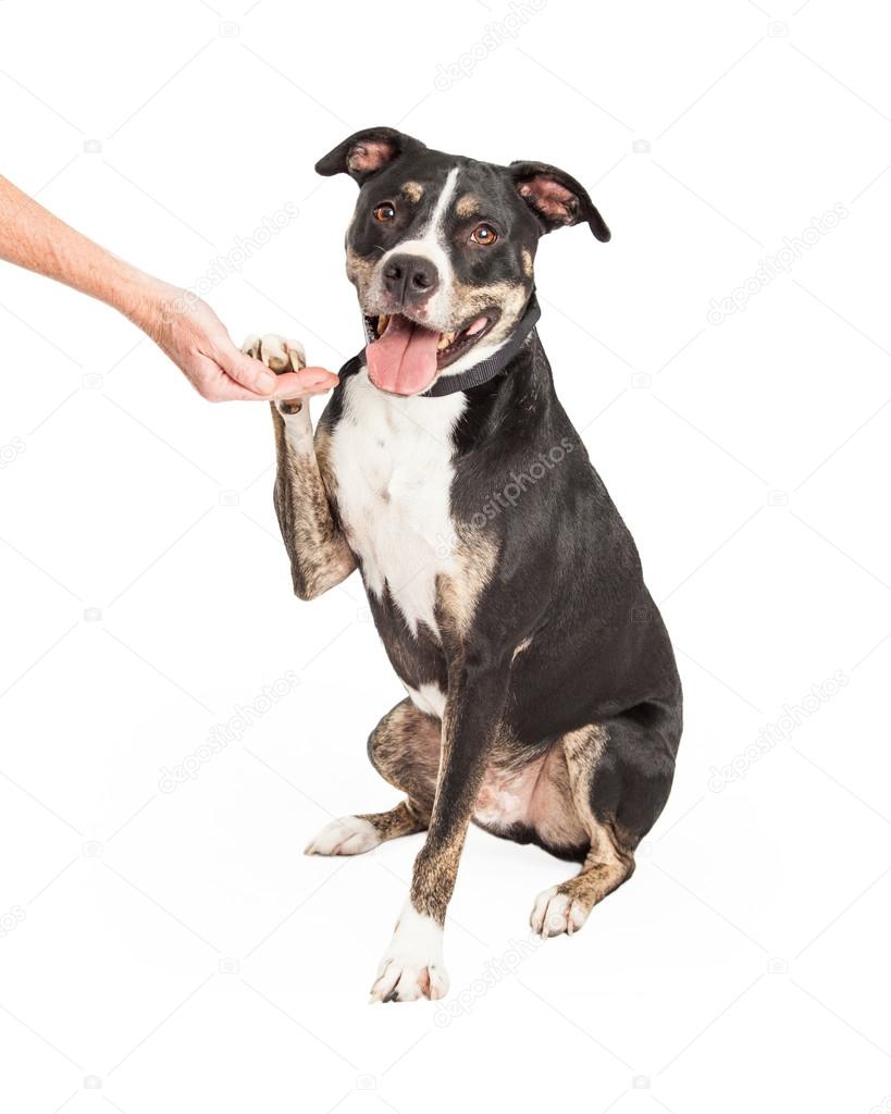 Staffordshire Terrier Cross Shaking Hands