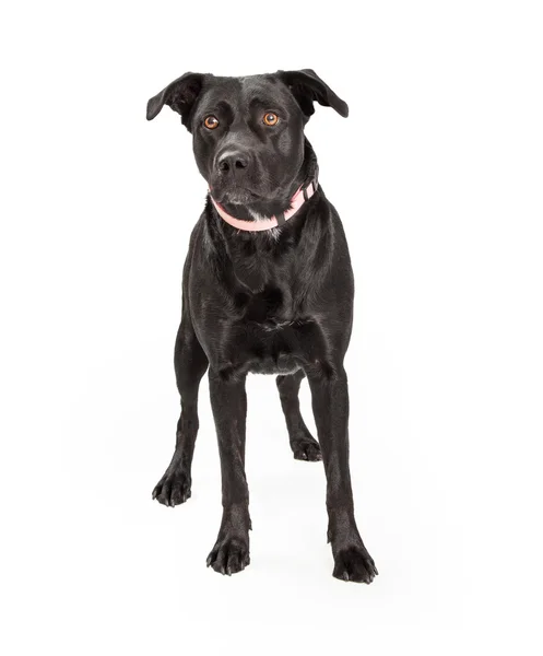 Schwarzer Labrador Retriever kreuzt rosa Halsband — Stockfoto