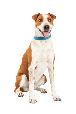 Mutlu büyükbaş hayvan köpek çapraz