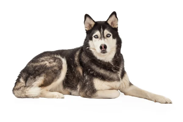 Beautiful Siberian Husky Laying — Stock Photo, Image