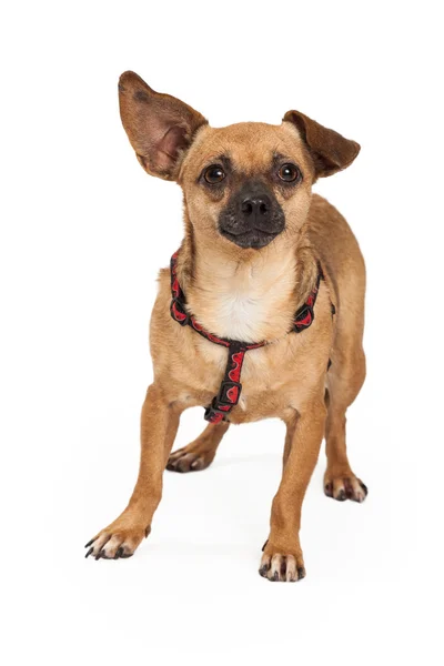 Chihuahua Cross Wearing Harness — Stock Photo, Image