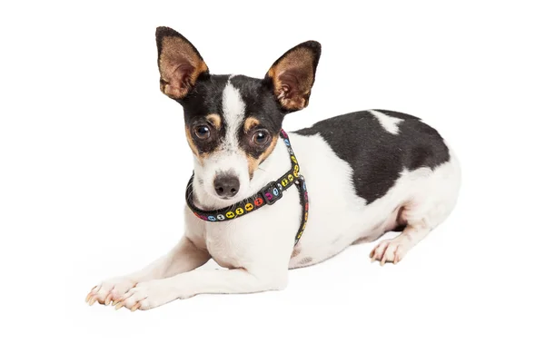 Chihuahua Wearing Harness Laying — Stock Photo, Image