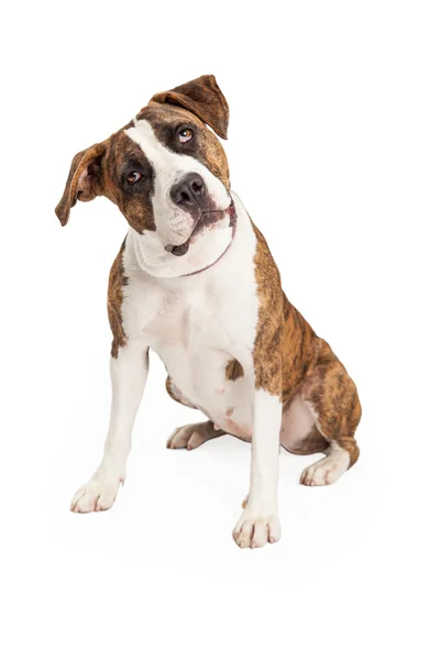 Curious Pit Bull Cross Sitting — Stock Photo, Image