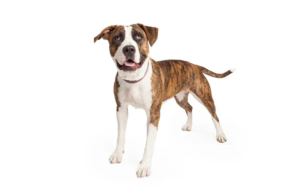 Happy Pit Bull Cross Standing — Stock Photo, Image