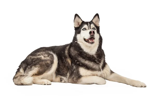 Happy Siberian Husky Laying — Stock Photo, Image