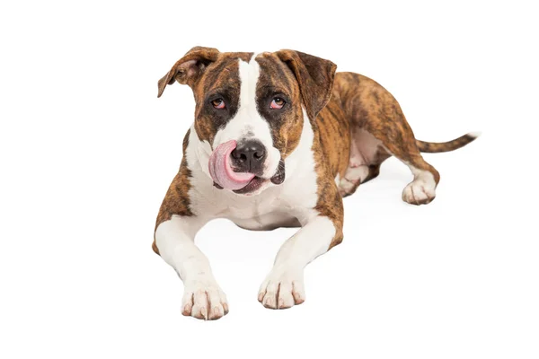 Hungry Pit Bull Cross Licking Lips — Stock Photo, Image