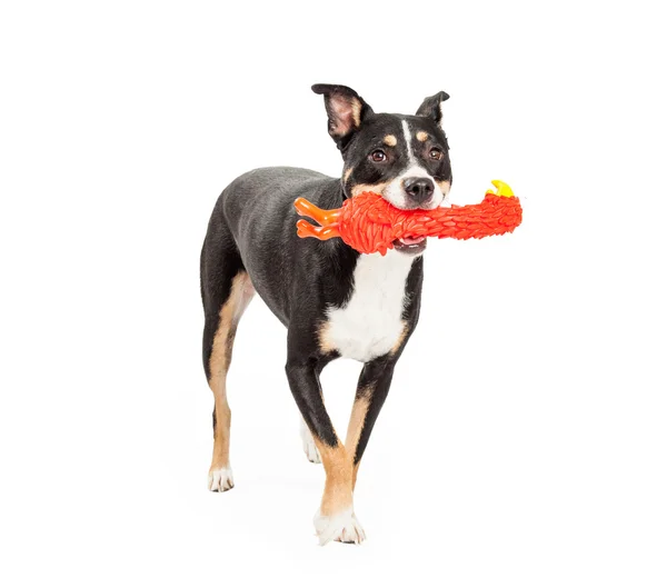 Raça mista cão correndo com brinquedo — Fotografia de Stock
