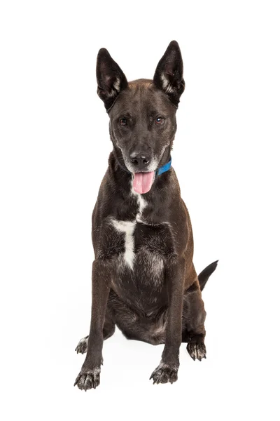Mixed Large Breed Black Dog — Stock Photo, Image