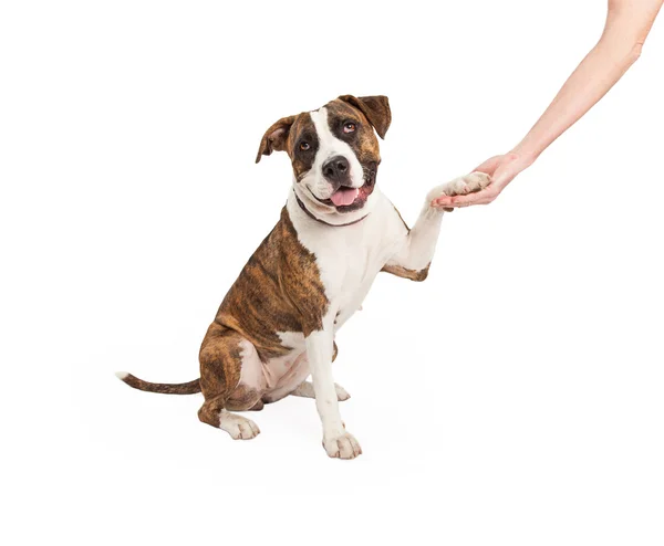 Stier van de kuil Kruis Paw Shake — Stockfoto