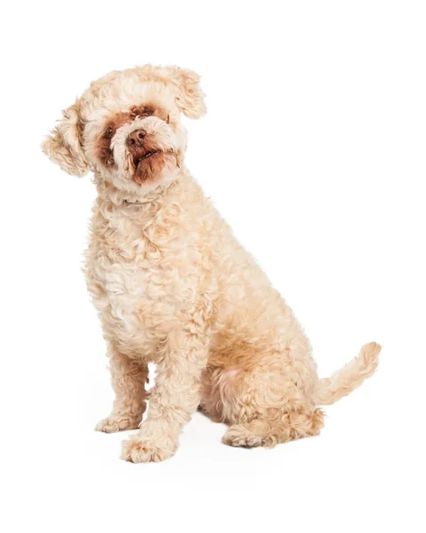 Senior Poodle Dog Sitting — Stock Photo, Image