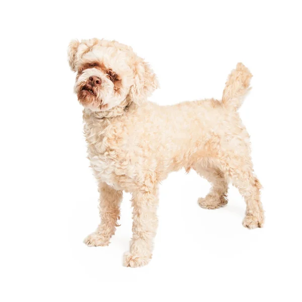 Senior Poodle Dog Standing — Stock Photo, Image