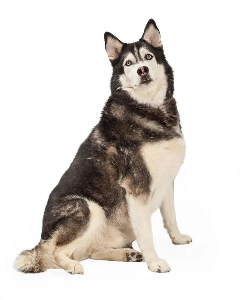 Husky siberiano sentado ao lado — Fotografia de Stock