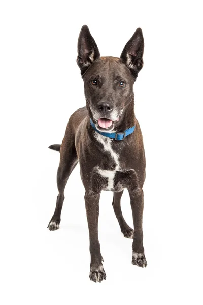 Grande preto misto raça cão — Fotografia de Stock