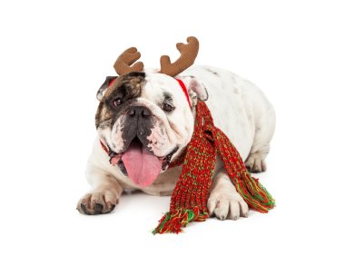 Bulldog ile Ren geyiği kulak ve eşarp