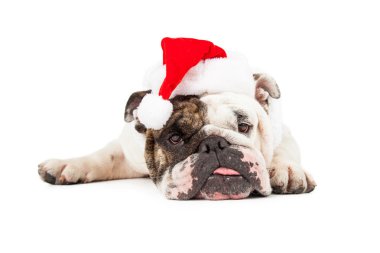 Komik Bulldog Santa bırakmasını