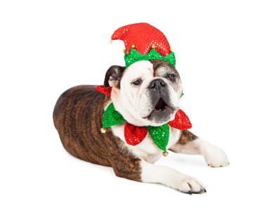 Komik Noel Elf köpek