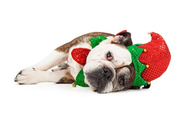 Yorgun Noel Elf köpek