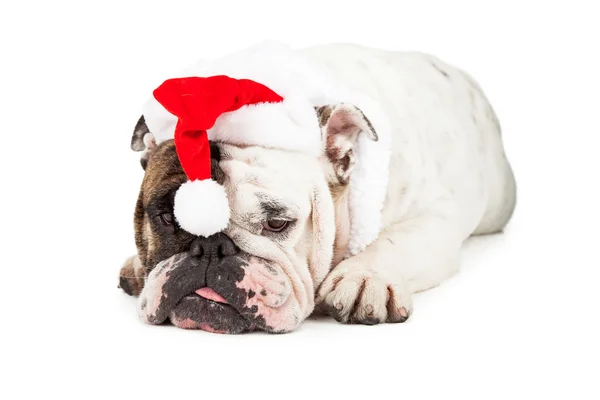 Rolig engelska Bulldog Santa — Stockfoto