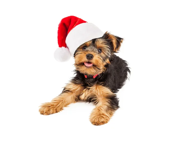 Çay fincanı Yorkie giyen Noel Baba şapkası — Stok fotoğraf