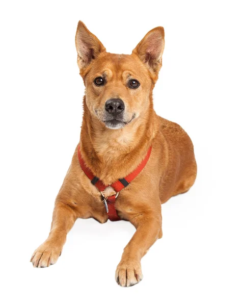 Carolina Dog Wearing Red Harness Laying — Stock Photo, Image