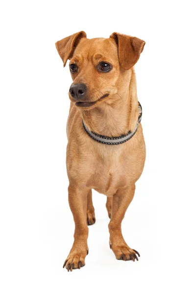 Piccolo cane incrocio Chihuahua — Foto Stock