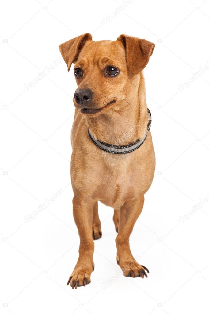 Little Chihuahua crossbreed dog
