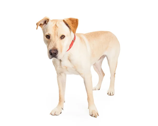 Labrador Cross Dog Standing to Side — Stock Photo, Image