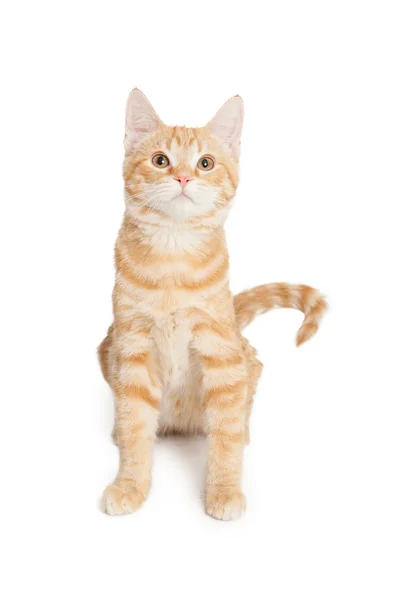 Oranje en witte gestreepte kitten — Stockfoto