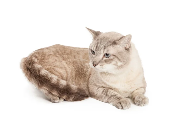 Silver and brown cat — Stock Photo, Image