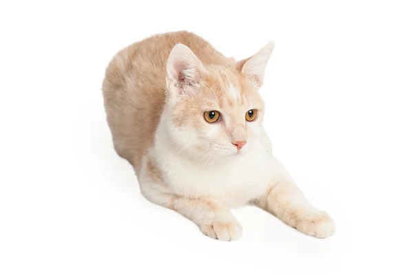Tan Color Cat Laying — Stock Photo, Image