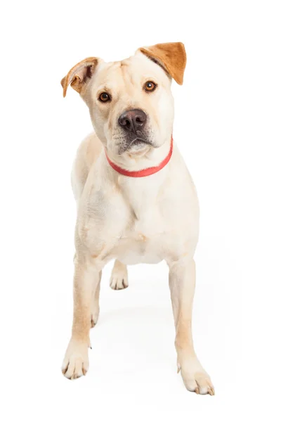 Labrador amarelo Cruz em pé — Fotografia de Stock