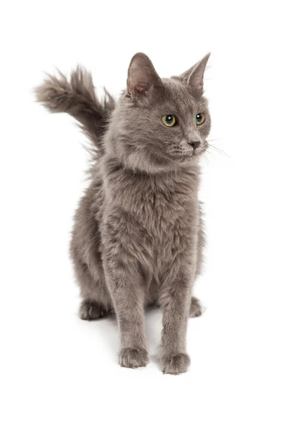 Young Grey Cat Sitting — Stock Photo, Image