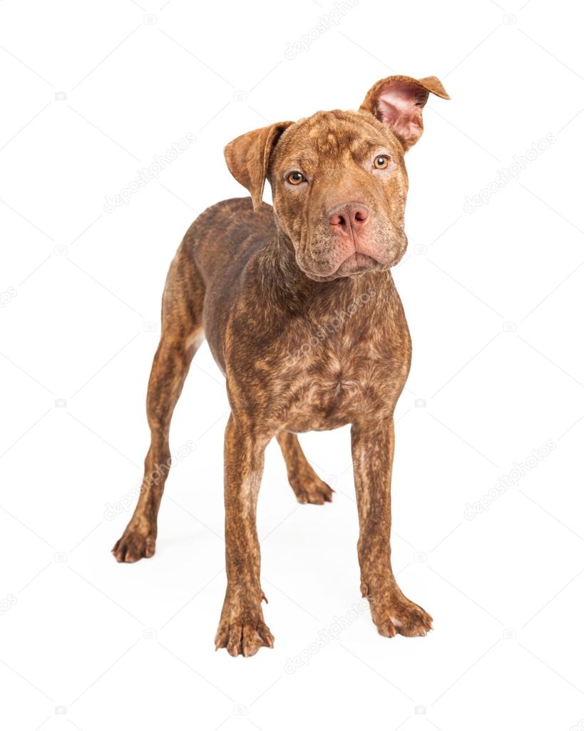 Chinese Shar Pei Mixed With Pitbull Mix Of Shar Pei And Pit Bull