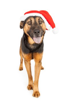 Noel Baba şapkası mutlu çoban