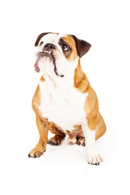 Komik şirin Bulldog