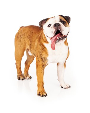 Komik şirin Bulldog