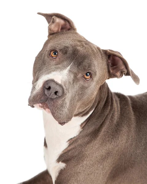 Blauwe stier van de kuil hond — Stockfoto