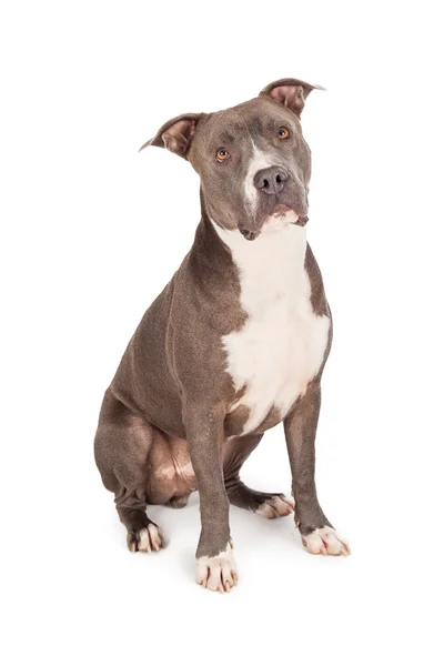 Cachorro Pitbull azul — Fotografia de Stock
