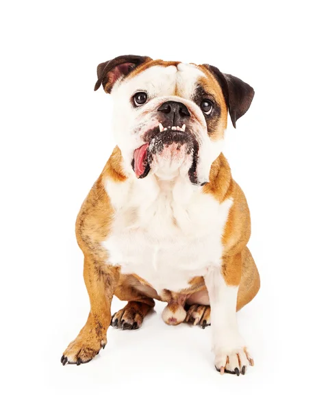 Funny cute Bulldog — Stock Photo, Image