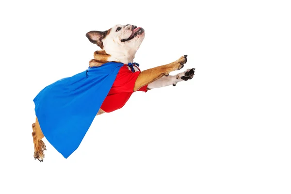 Funny roztomilé Bulldog superhrdina kostým — Stock fotografie
