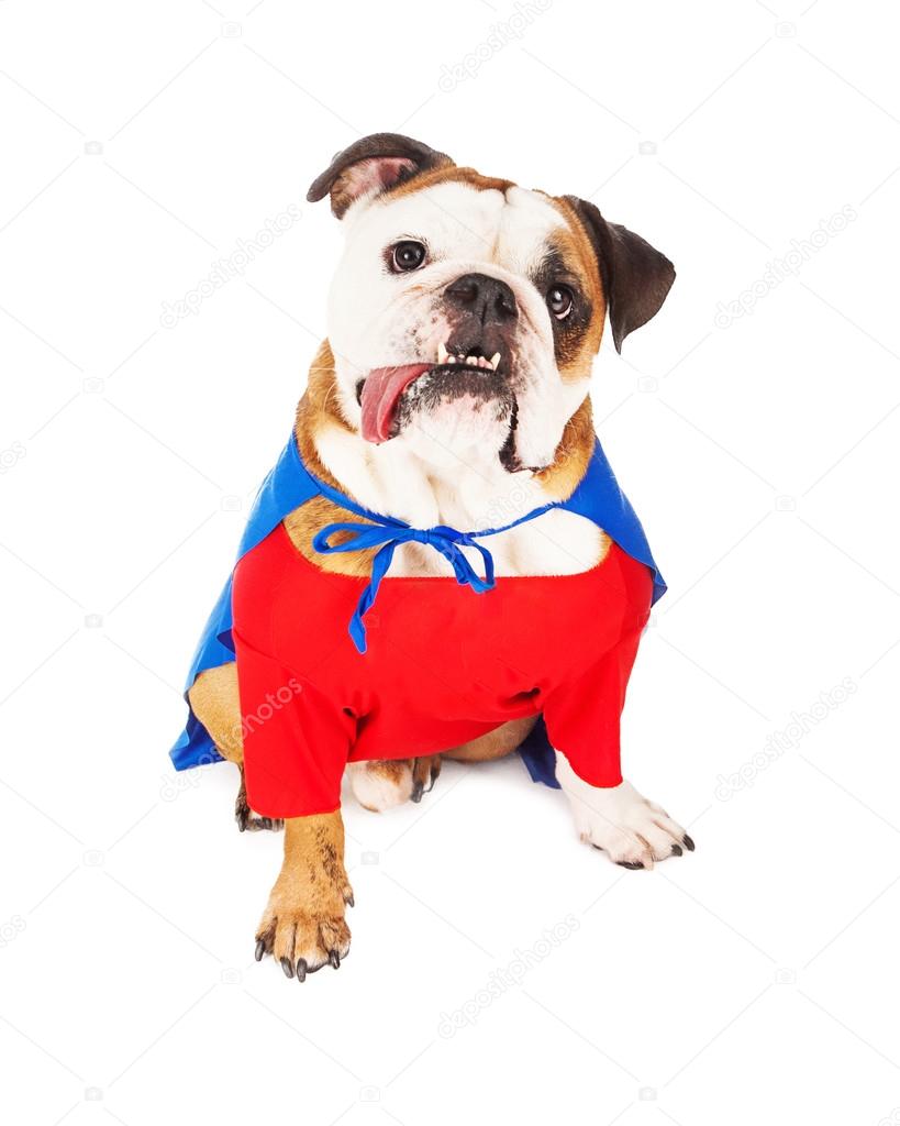 Funny cute Bulldog superhero costume