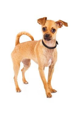 Komik chihuahua köpeği.