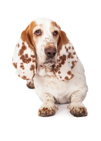 Bonito basset cão cão de caça — Fotografia de Stock